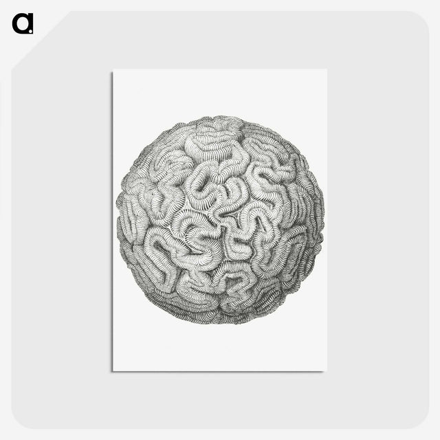 1-67_Ernst-Haeckel_postcard