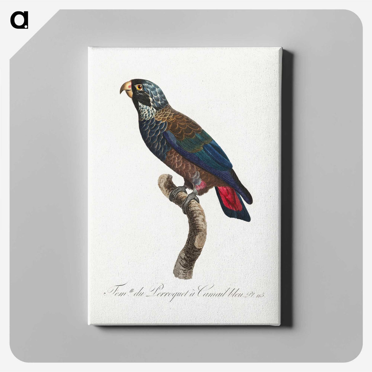 1-67_Francois-Levaillant_canvas