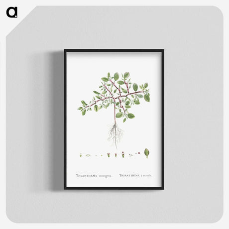 1-67_Histoire-des-Plantes-Grasses_blk-crop