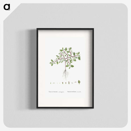 1-67_Histoire-des-Plantes-Grasses_blk