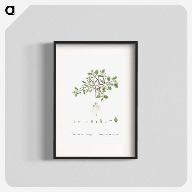 1-67_Histoire-des-Plantes-Grasses_blk