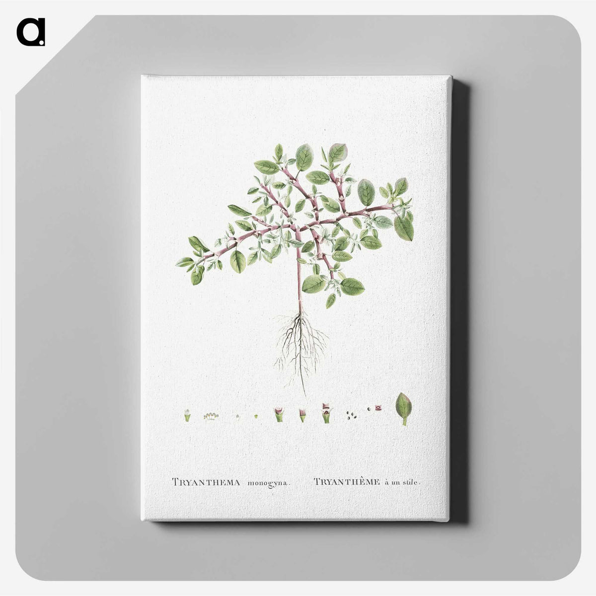 1-67_Histoire-des-Plantes-Grasses_canvas