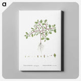 1-67_Histoire-des-Plantes-Grasses_canvas