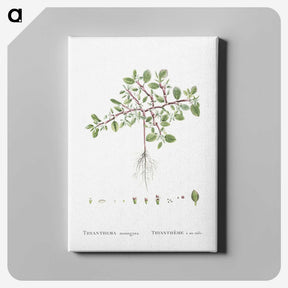 1-67_Histoire-des-Plantes-Grasses_canvas