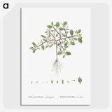 1-67_Histoire-des-Plantes-Grasses_picture-crop