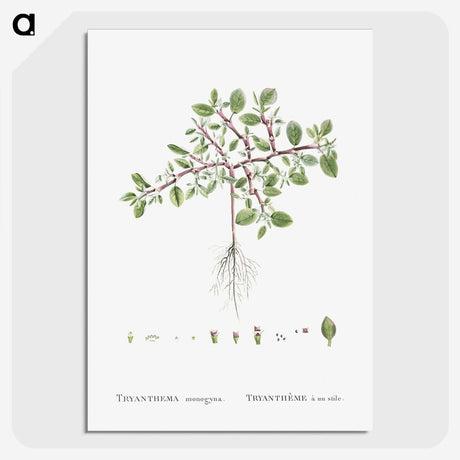 1-67_Histoire-des-Plantes-Grasses_picture-crop
