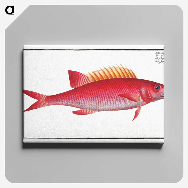 1-67_Ichtyologie-ou-Histoire-naturelle_canvas
