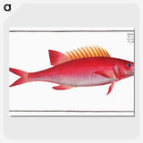 1-67_Ichtyologie-ou-Histoire-naturelle_picture-crop