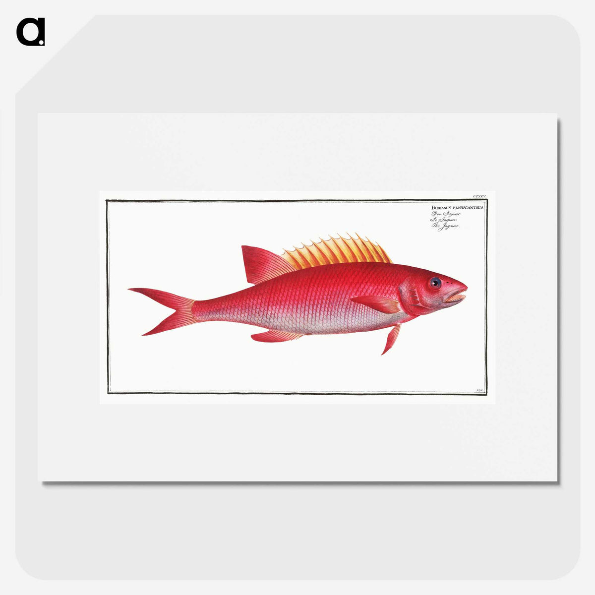 1-67_Ichtyologie-ou-Histoire-naturelle_picture