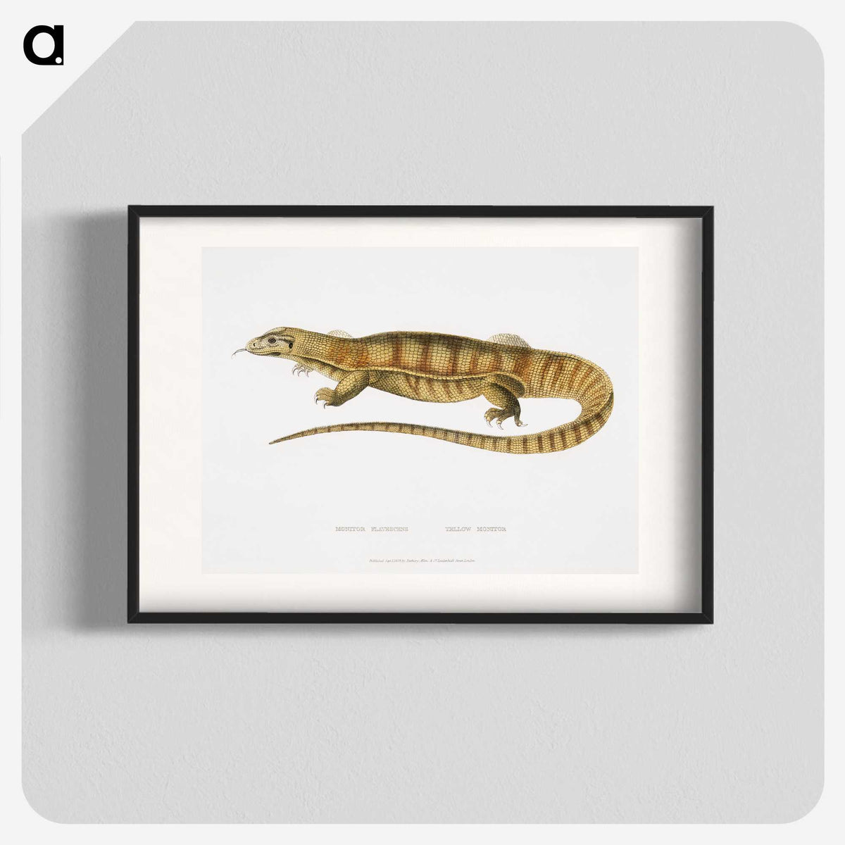 1-67_Indian-Zoology_blk