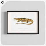 1-67_Indian-Zoology_blk