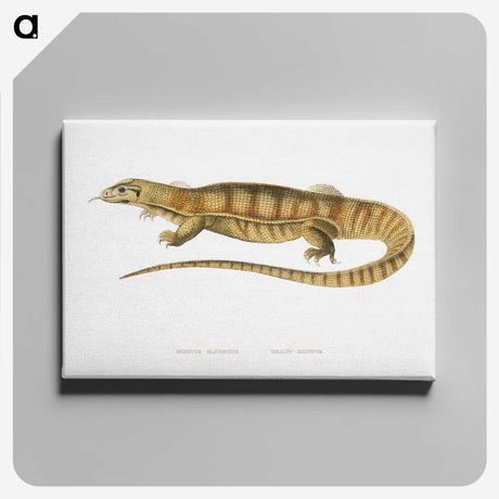 1-67_Indian-Zoology_canvas
