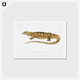 1-67_Indian-Zoology_hagaki