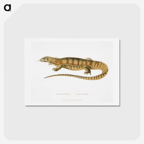 1-67_Indian-Zoology_hagaki