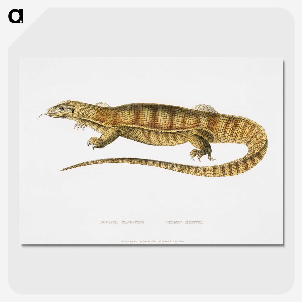1-67_Indian-Zoology_picture-crop