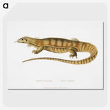 1-67_Indian-Zoology_picture-crop