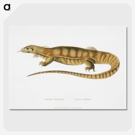 1-67_Indian-Zoology_picture-crop
