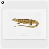 1-67_Indian-Zoology_picture