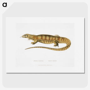 1-67_Indian-Zoology_picture