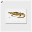 1-67_Indian-Zoology_postcard