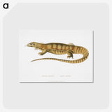 1-67_Indian-Zoology_postcard