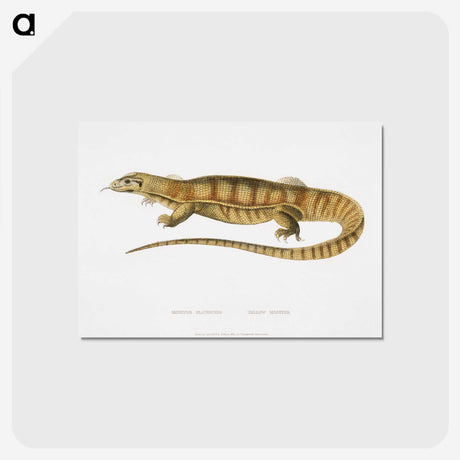 1-67_Indian-Zoology_postcard