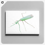 1-67_Insects-Unlocked-Project_canvas
