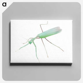 1-67_Insects-Unlocked-Project_canvas
