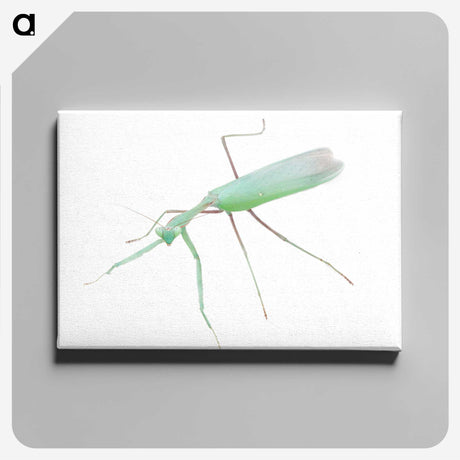 1-67_Insects-Unlocked-Project_canvas