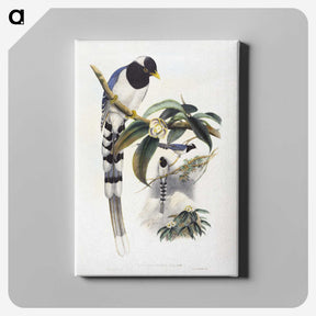 1-67_John-Gould_canvas