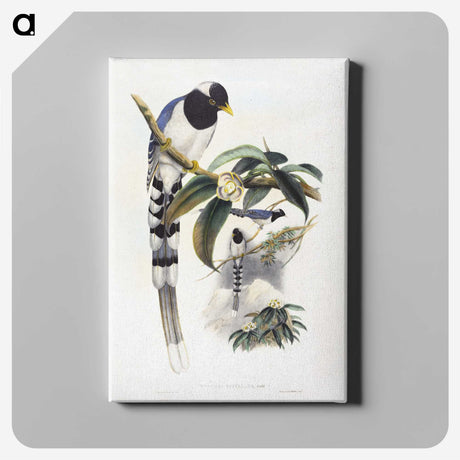 1-67_John-Gould_canvas