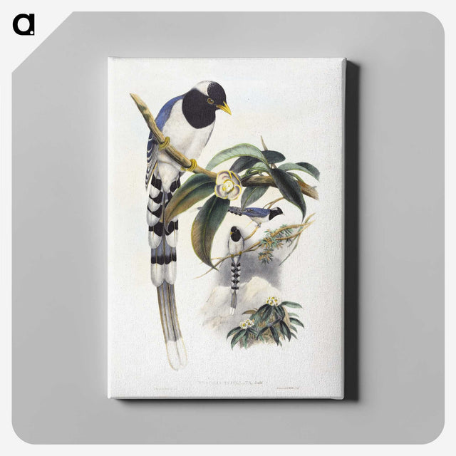 1-67_John-Gould_canvas