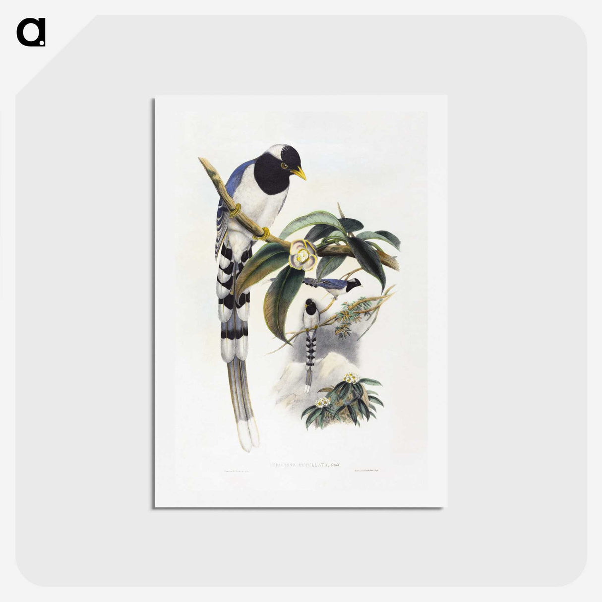 1-67_John-Gould_hagaki