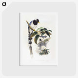 1-67_John-Gould_hagaki
