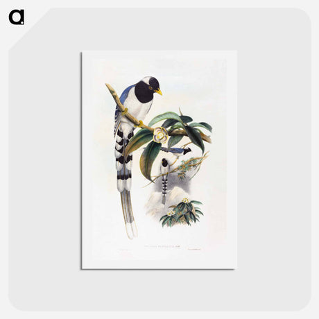 アートポストカード-Urocissa Cucullata
 - ジョン グールド Postcard.