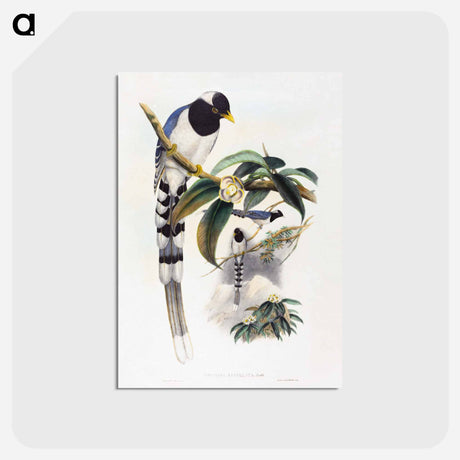 アートポストカード-Urocissa Cucullata
 - ジョン グールド Postcard.