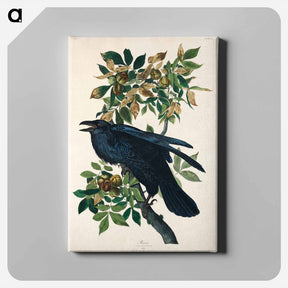 アートパネル-Raven from Birds of America
 - ジョン ジェームス オーデュボン Canvas.