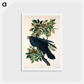 アートポストカード-Raven from Birds of America
 - ジョン ジェームス オーデュボン Postcard.
