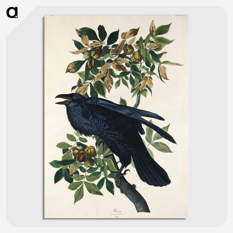 1-67_John-James-Audubon_picture-crop
