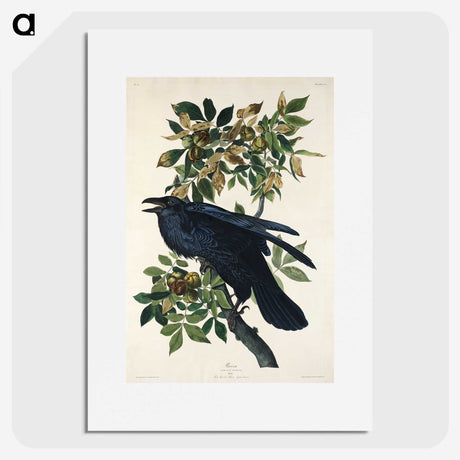 1-67_John-James-Audubon_picture