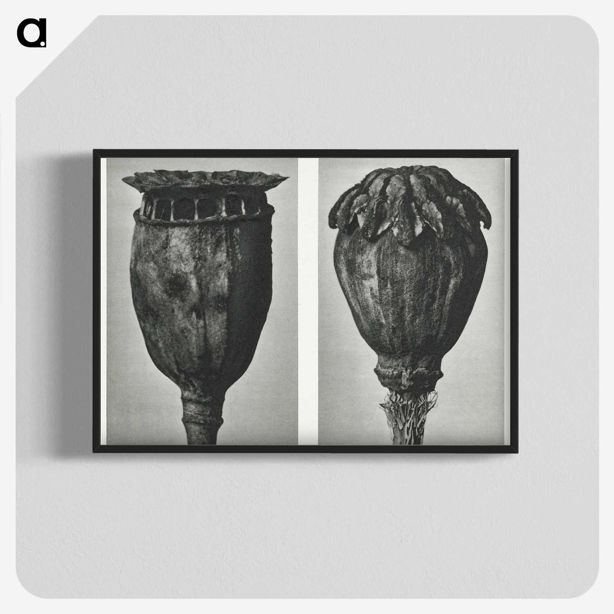 1-67_Karl-Blossfeldt_blk-crop