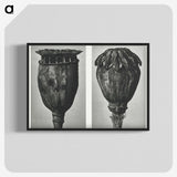 1-67_Karl-Blossfeldt_blk-crop