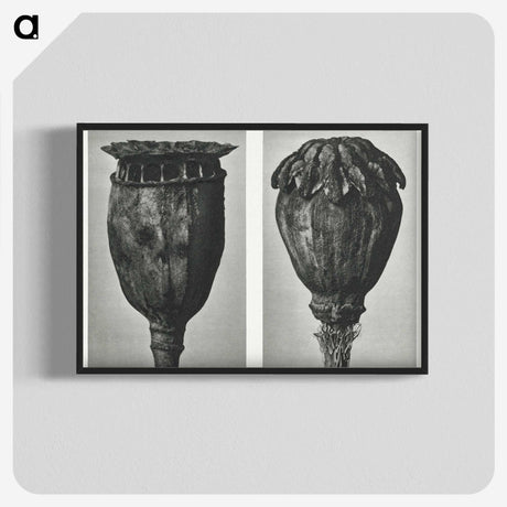 1-67_Karl-Blossfeldt_blk-crop