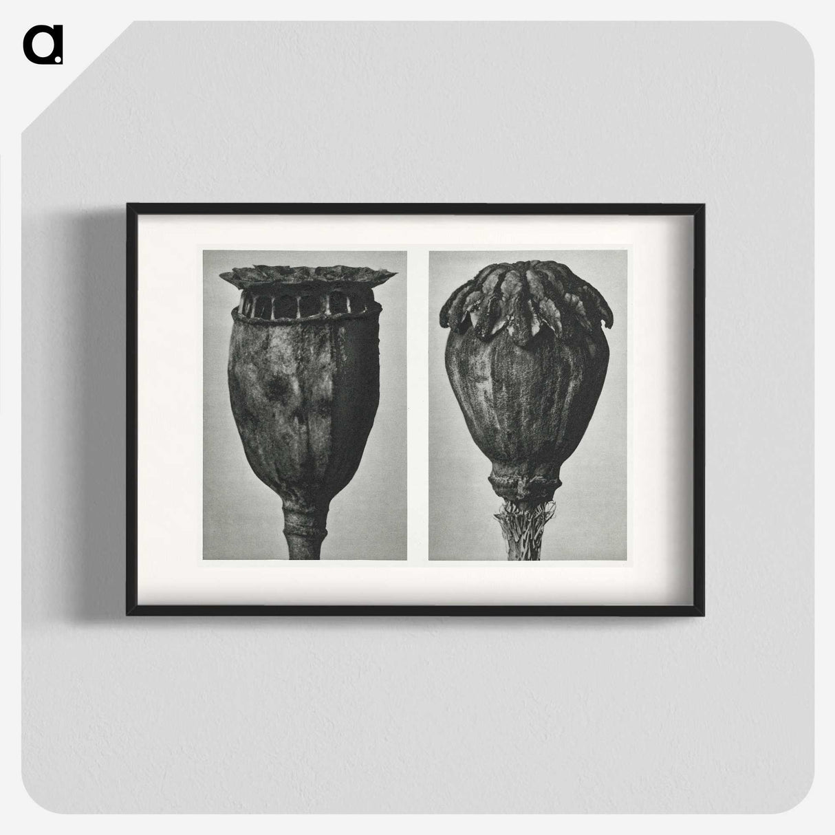 1-67_Karl-Blossfeldt_blk