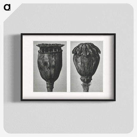 1-67_Karl-Blossfeldt_blk