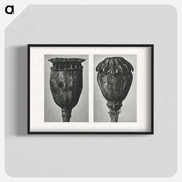 1-67_Karl-Blossfeldt_blk