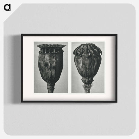 アートポスター-Papaver (Poppy) - カール ブロスフェルト Poster.