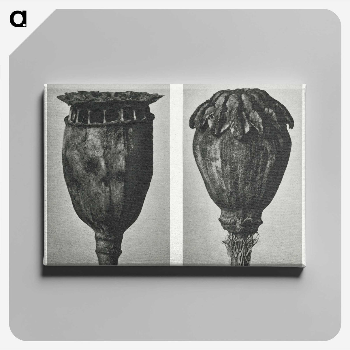1-67_Karl-Blossfeldt_canvas