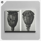 1-67_Karl-Blossfeldt_canvas