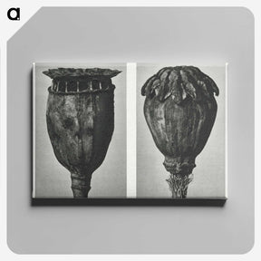 1-67_Karl-Blossfeldt_canvas